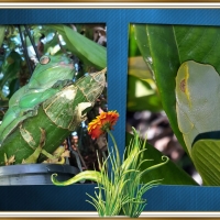 FRAMED FROGS