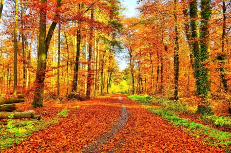 Autumn trees - autumn, colorful, fall, forest, leaves, nature, orange, path, trees