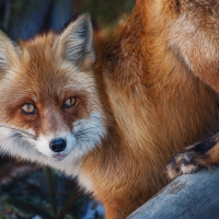 Fox