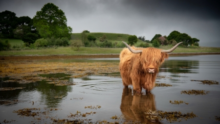 Highland Cow - animal, cow, highland, water
