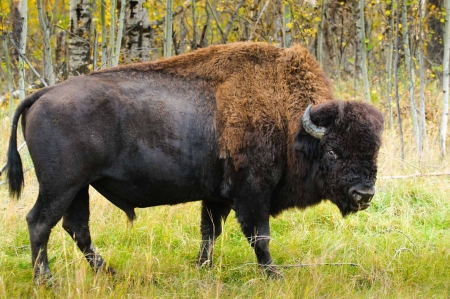 Wood Bison - bovine, bison, woo, forest