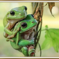 PAIR OF FROGS