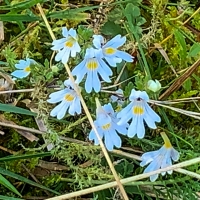 Flori de camp de toamna