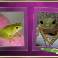 FRAMED FROGS