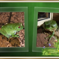 FRAMED FROGS