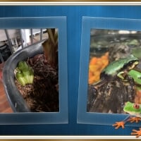 FRAMED FROGS