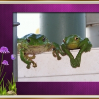 FRAMED FROGS