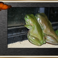 FRAMED FROGS