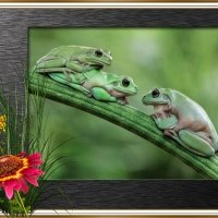 FRAMED FROGS