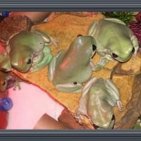 PRETTY FROGS