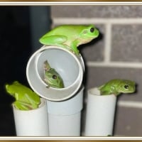 FROG HOTEL