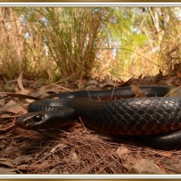 RED BELLIED BLACK SNAKE