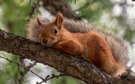 Squirrel - animal, rodent, squirrel, tree