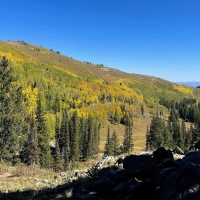 Golden Aspens in Park City Utah