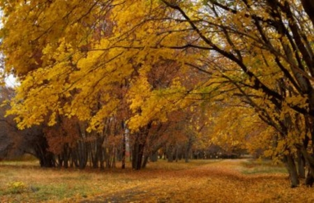 Autumn park - Trees, Field, Autumn, Golden