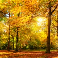 Golden Autumn Scene