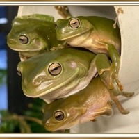 FROG HOTEL