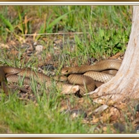 MATING SNAKES