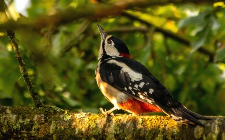 Woodpecker - bird, Latvia, woodpecker, tree