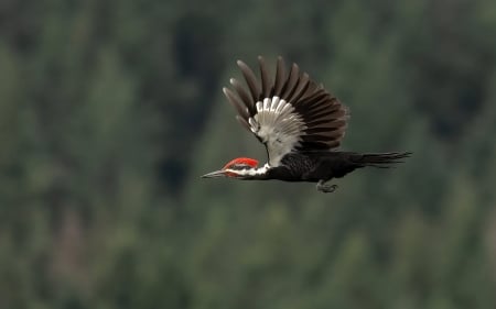 Pileated Woodpecker - bird, animal, woodpecker, flight