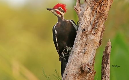 Pileated Woodpecker