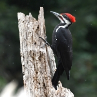 Pileated Woodpecker