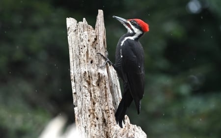 Pileated Woodpecker