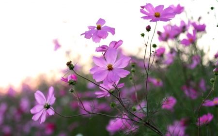 Cosmos Flowers