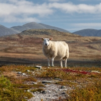 Sheep in Norway