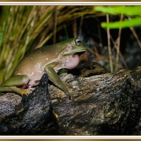 FROG ON A LOG