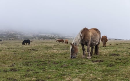 Horses - animal, pasture, horse, fog