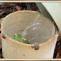 FROG IN A PIPE