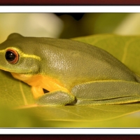 FRAMED FROG