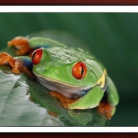 FRAMED FROG