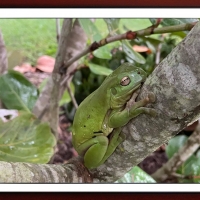 FRAMED FROG