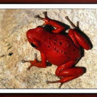 FRAMED FROG