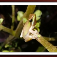 FRAMED FROG