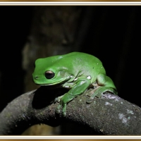 FROG ON A LOG