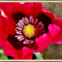 BEAUTIFUL POPPY