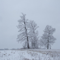 Snow Trees