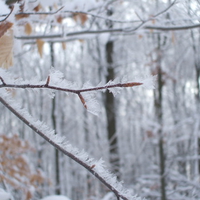 Frosty Branches