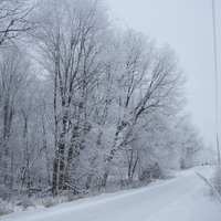 Frosted Trees