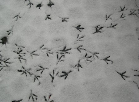 Bird Tracks - nature, birds, snow, tracks