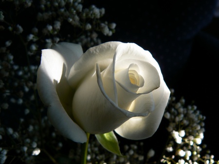 The light comes from inside - black, fresh, white, elegant, beautiful, rose, pure, flower