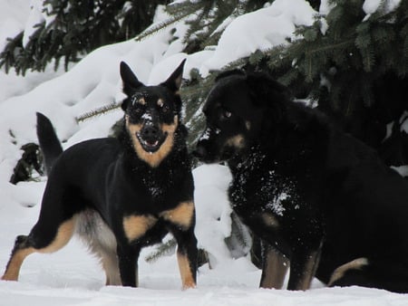 Best Friends - dogs, playing in the snow, winter buddies