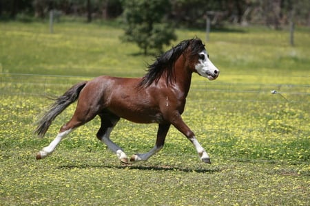 Horse - cavalo, animal, horse