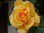 Yellow Rose of?......