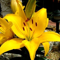 Yellow Lillies