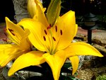 Yellow Lillies