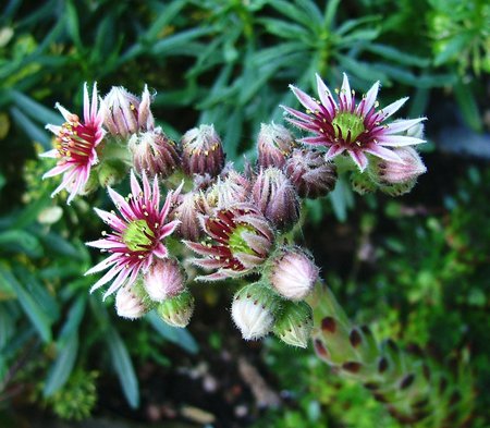 Alpine Flowers - flowers, alpine, summer